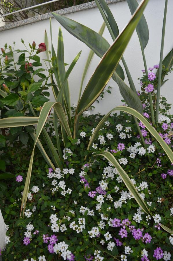 קטנזארו Bed And Breakfast Villa Tota מראה חיצוני תמונה